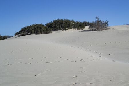 The white dunes of Is Arenas Biancas, Teuladaの写真素材