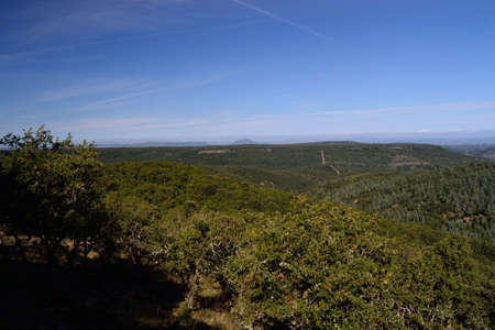 The forest of Monte Pisanuの写真素材