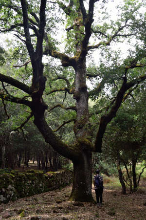 The forest of Monte Artuの写真素材