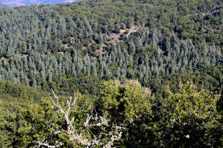The forest of Monte Pisanuの写真素材