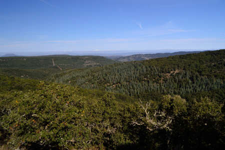 The forest of Monte Pisanuの写真素材