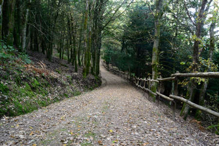 The forest of Sos Nibberosの写真素材