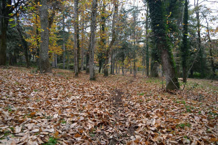 View of the forest Fiorentiniの写真素材