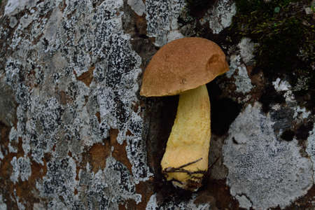 Type of Mushroom in the Florentine forestの写真素材