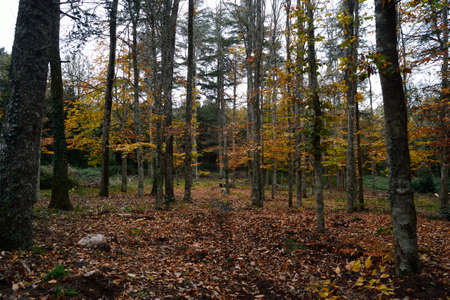 View of the forest Fiorentiniの写真素材