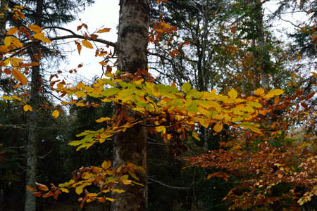 View of the forest Fiorentiniの写真素材