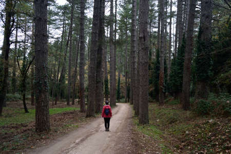 The pine larch wood in the Forest Fiorentiniの写真素材