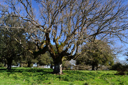 View of the wood of Monte Artu, path of Great Treesの写真素材