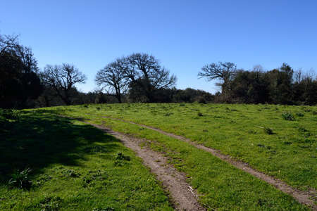 View of the wood of Monte Artu, path of Great Treesの写真素材