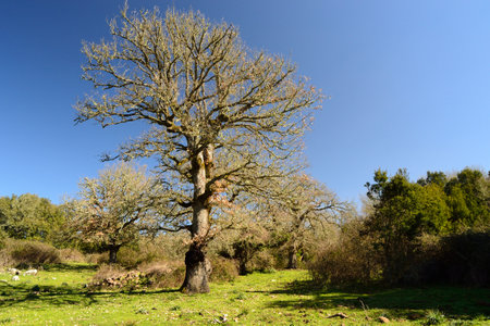 View of the wood of Monte Artu, path of Great Treesの写真素材