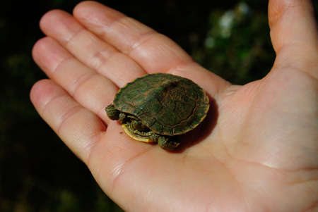 A small turtle found near Lake Baratz