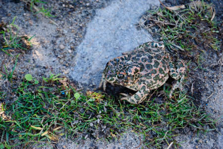 A toad in La Pelosa beachの写真素材