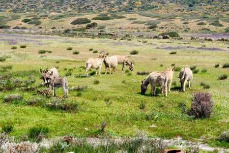 Donkeys in the island of Asinara
