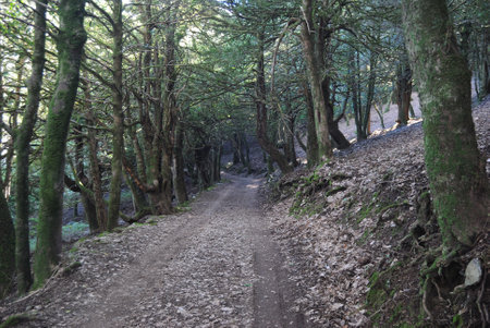 A view of a forest Sos NivÃ²sの写真素材