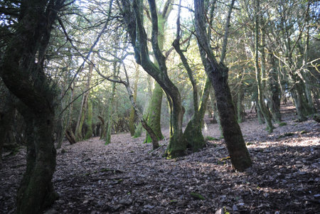 A view of a forest Sos NivÃ²sの写真素材