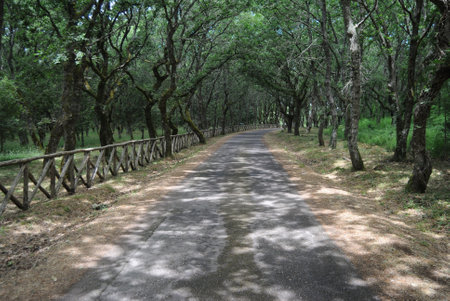 The forest of Monte Sant'Antonioの写真素材