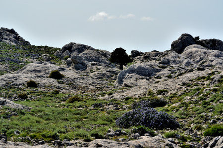 Trekking to Punta Corrasi in the Supramonte of Olienaの写真素材