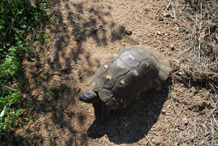 Turtle in the coast of Capo D'Orsoの写真素材