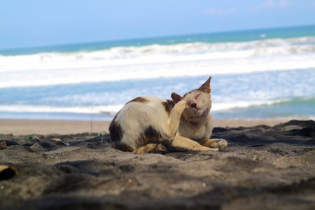 Cat on the beach in the morningの写真素材