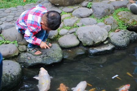 Boy feeding koi fish in a koi pondの写真素材