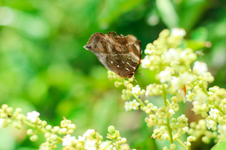 beautiful butterfly on green grass. A small delicate butterfly sits on top of a field grass. Sunny summer day in nature. Blurred yellow-green background, close-up, place for textの写真素材