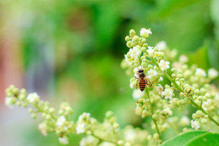 Closeup of honey bee collecting pollen and nectar on white blooming flower in nature against green...
