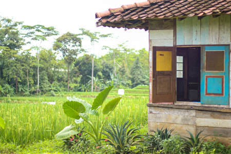 Green fields and wood house. Rice field in you may find the central of country.の写真素材