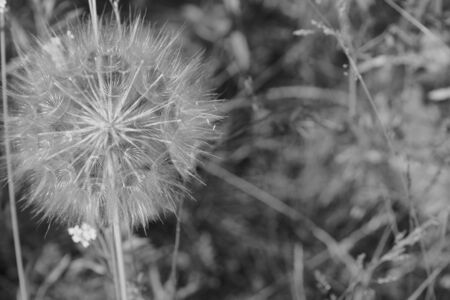 Dandelionの写真素材