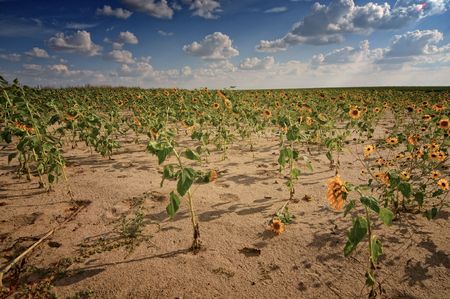 A dusty field of sunflowers on a summer afternoonの写真素材