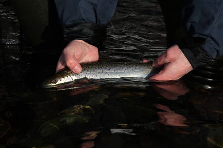 Small seatrout being returned 
