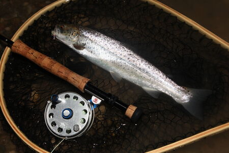Average sized seatrout from Funen
