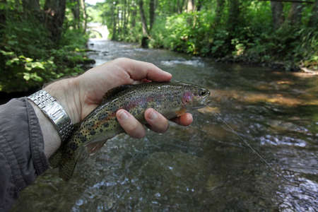 Small trout from the Hoppecke creekのeditorial素材