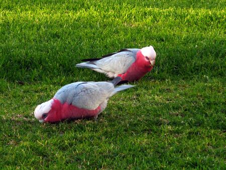 birds