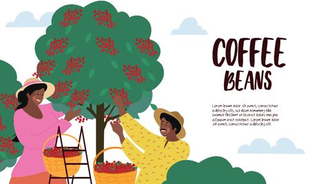 Harvesting and cultivating Coffee Beans posterのイラスト素材