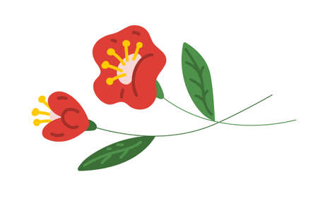 Red flowers isolated on a white backgroundのイラスト素材