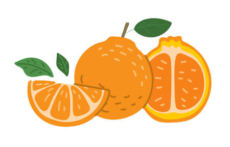 Orange and orange slicesのイラスト素材