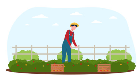 Male farmer harvesting fruits in the gardenのイラスト素材