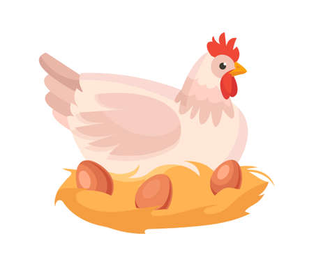 Cute chicken is sitting near her nest with eggs of brown color on white backgroundのイラスト素材
