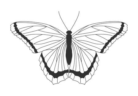 Moth with curved wingsのイラスト素材