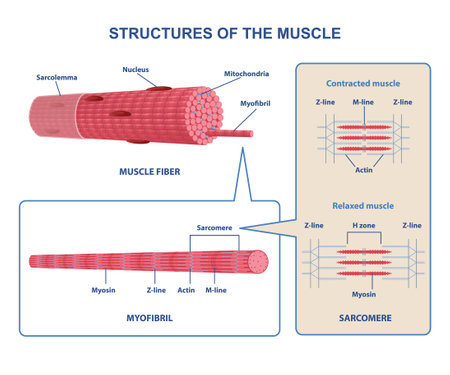 Colorful structure skeletal muscle scheme on white backgroundのイラスト素材