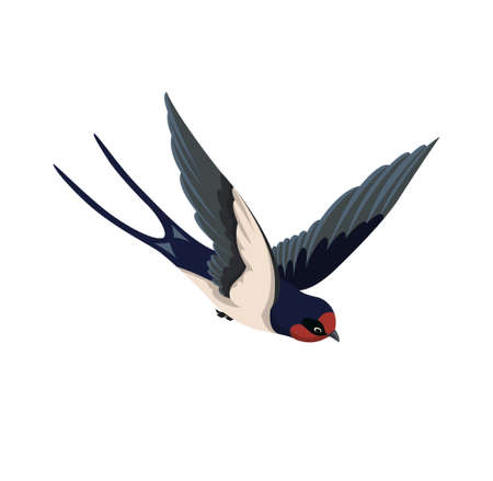 Cute swallow conceptのイラスト素材