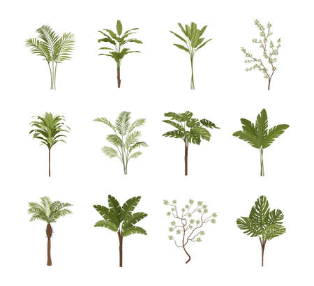 Set of tropical plantsのイラスト素材