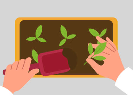 Planting seedlings concept
