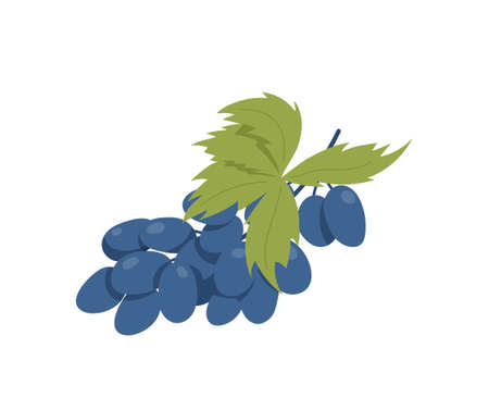 Grape branch iconのイラスト素材