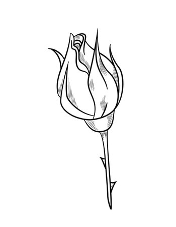 Beautiful rose sketchのイラスト素材
