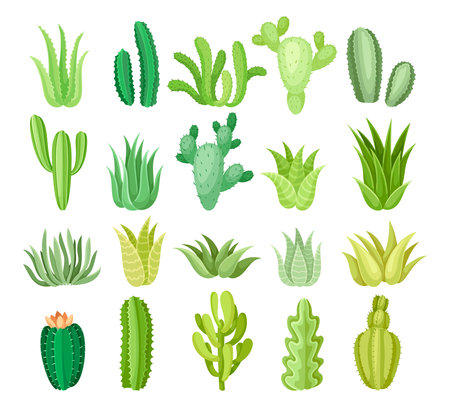 Set of different mexican plantsのイラスト素材