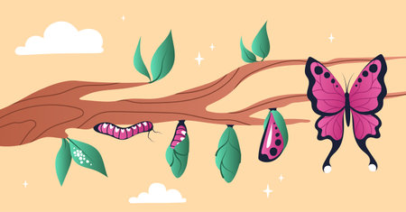 Stages of growth of butterflyのイラスト素材