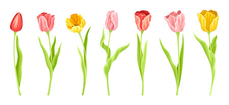 Set of different spring tulipsのイラスト素材