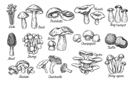 Hand drawn mushrooms setのイラスト素材