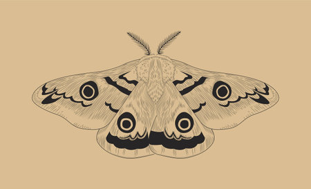 Line butterfly conceptのイラスト素材